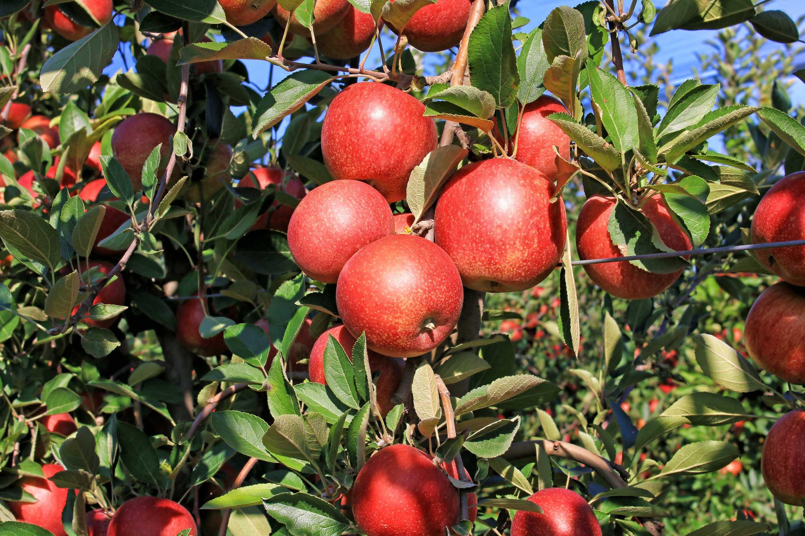 Ripe Apple Ready for Picking