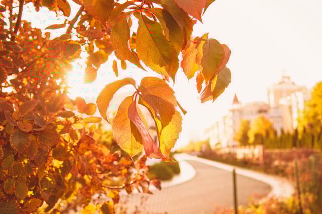 Hojas amarillas de oto&ntilde;o con luz solar