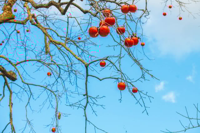 Caqui refrescante en oto&ntilde;o