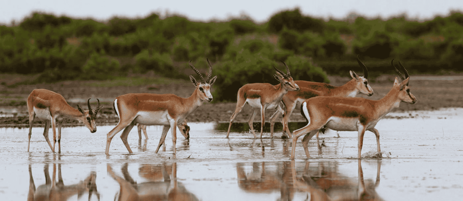 Parque Nacional Shirvan: el oasis protegido de Azerbaiyán